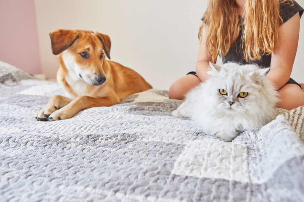 Pet Stain and Odor Removal Service